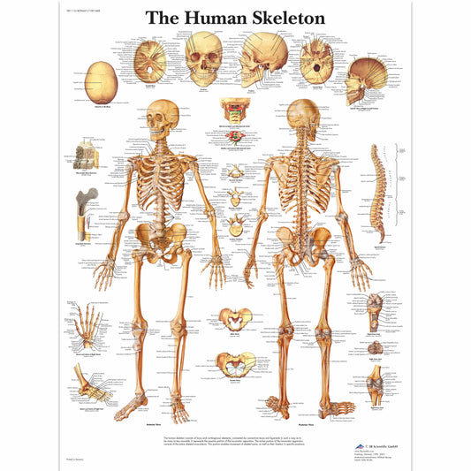 The Human Skeleton Chart - 3B Scientific
