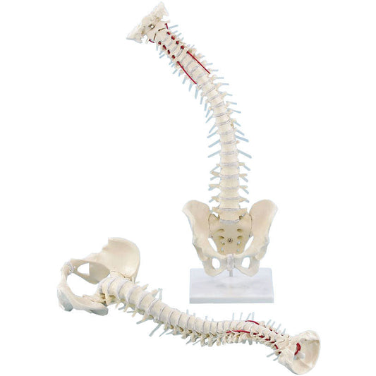Erler ZImmer Vertebral Column with Pelvis and Stand