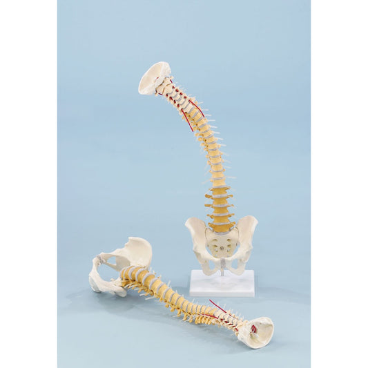Vertebral Column with Pelvis and Stand - Didactical Coloured