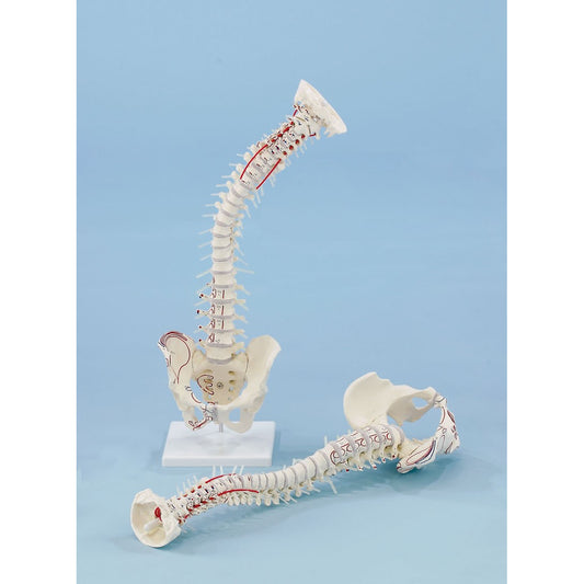 Vertebral Column with Pelvis, Muscle Markings and Stand