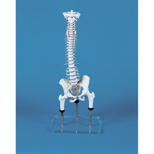 Vertebral Column for Demonstration of MalPositions - Erler Zimmer
