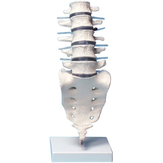 Lumbar Vertebral Column with Stand