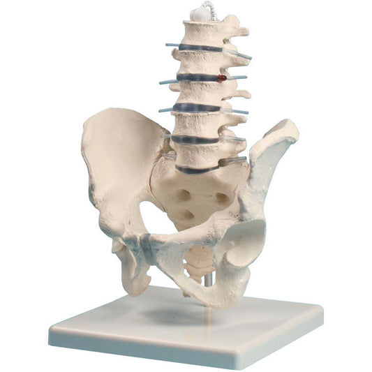 Lumbar Spine Model with Pelvis