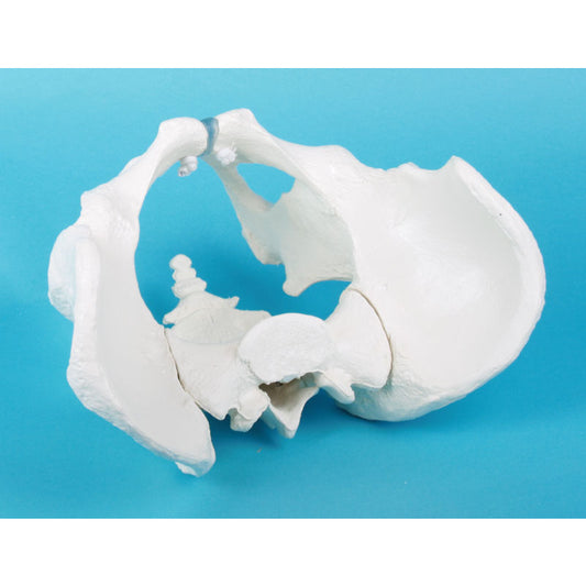 Male Pelvis with Sacrum - Erler Zimmer