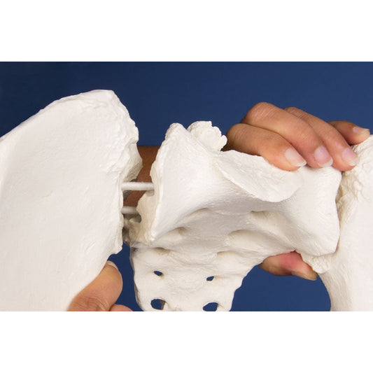 Female Pelvis Model - Flexible