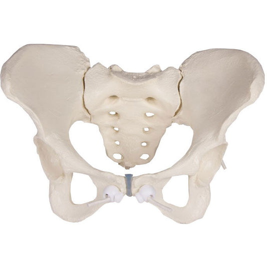 Female Pelvis Model - Flexible