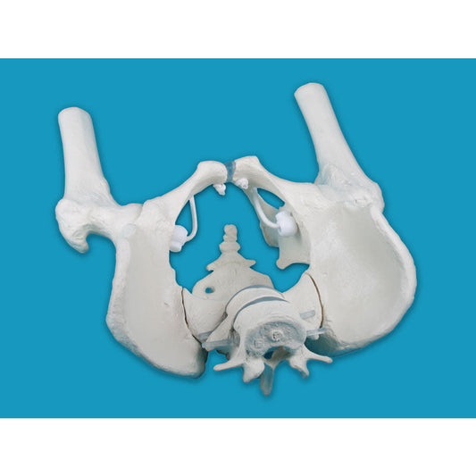 Male Pelvis with Sacrum - 2 Lumbar Vertebrae & Femoral Stumps - Erler Zimmer