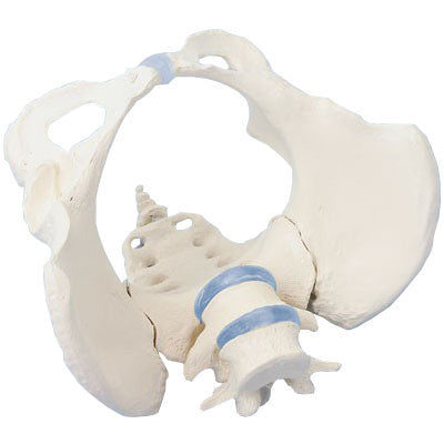 Female Pelvis Model with 2 Lumbar Vertebrae - Flexible