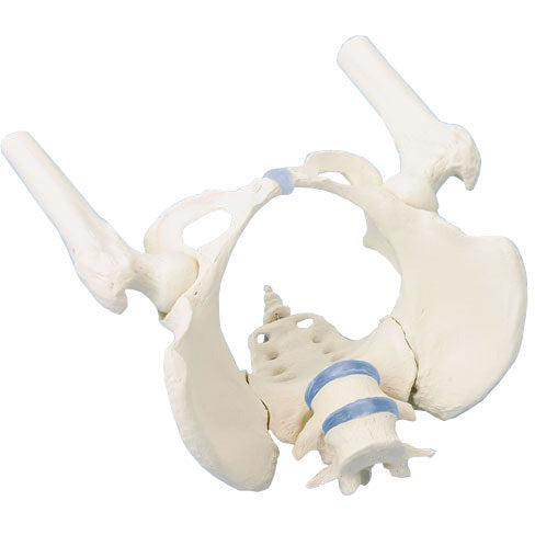 Female Pelvis Model with Sacrum, 2 Lumbar Vertebrae and Femoral Stumps