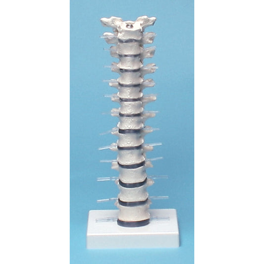 Thoracic Vertebral Column with Stand - Erler Zimmer