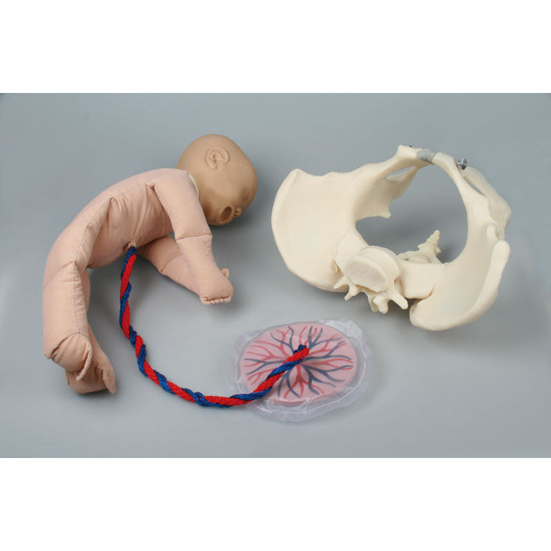 Female Pelvis with Foetus Doll - Health Edco