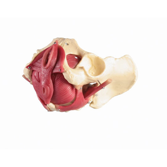 Female Pelvic Floor Model - 12 Parts