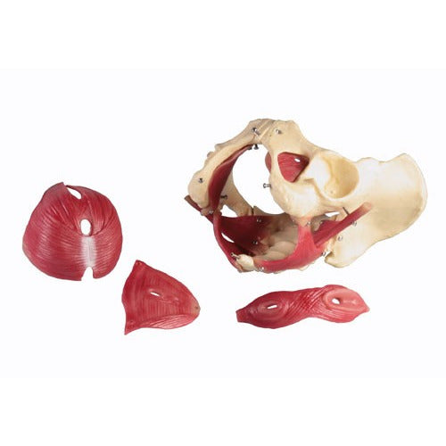 Female Pelvic Floor Model - 12 Parts