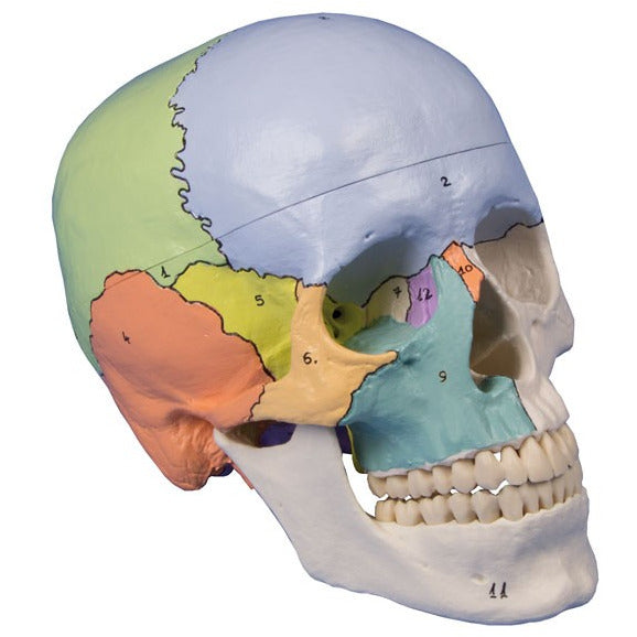 Skull Model - 3-Part and Didactical Painted