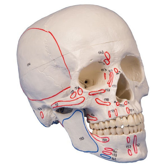 Skull Model - 3-Part with Muscle Marking