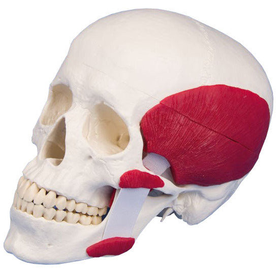 Skull with Masticatory Muscles - 2-Part