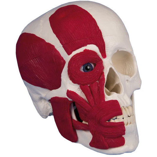 Skull with Musculature