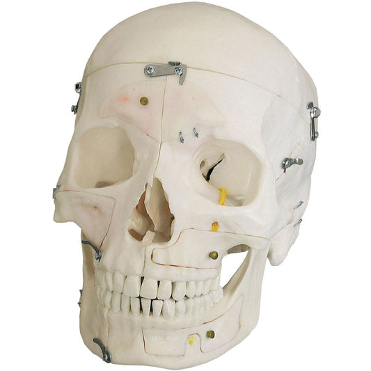 Demonstration Skull - 14 Parts