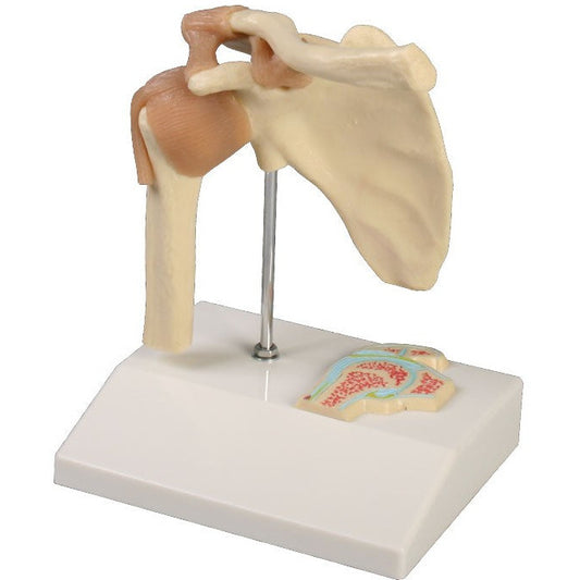 Miniature Shoulder Joint with Cross Section