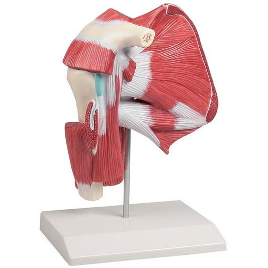 Shoulder Model with Deep Muscle