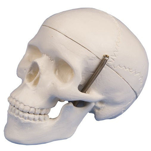 Miniature Skull - 3-Part - 