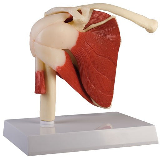 Life-Size Shoulder Joint with Muscles