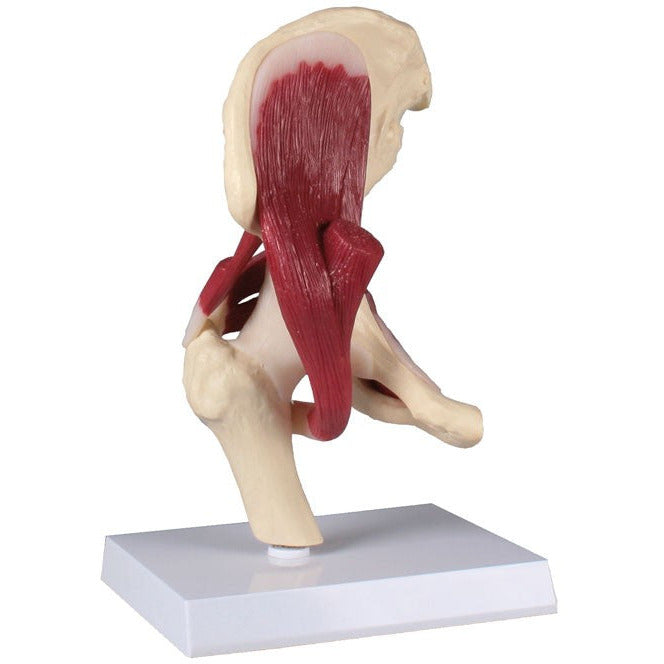 Life-Size Hip Joint with Muscles