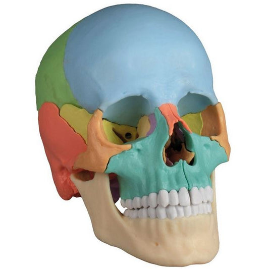 Erler Zimmer Osteopathic Skull Model - 22 Parts - Didactical Version