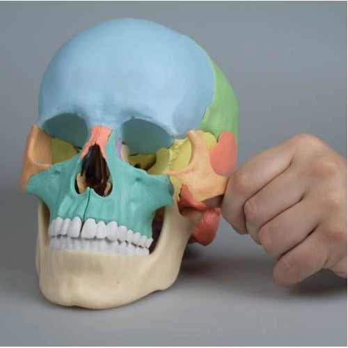Erler Zimmer Osteopathic Skull Model - 22 Parts - Didactical Version