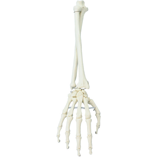 Hand Model with Lower Arm