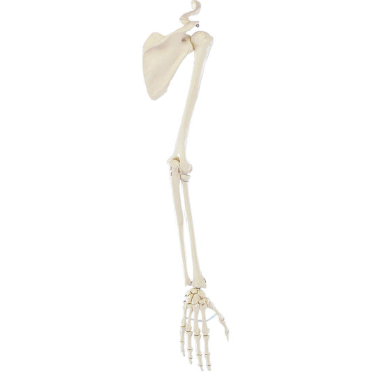 Skeleton of Arm with Shoulder Girdle