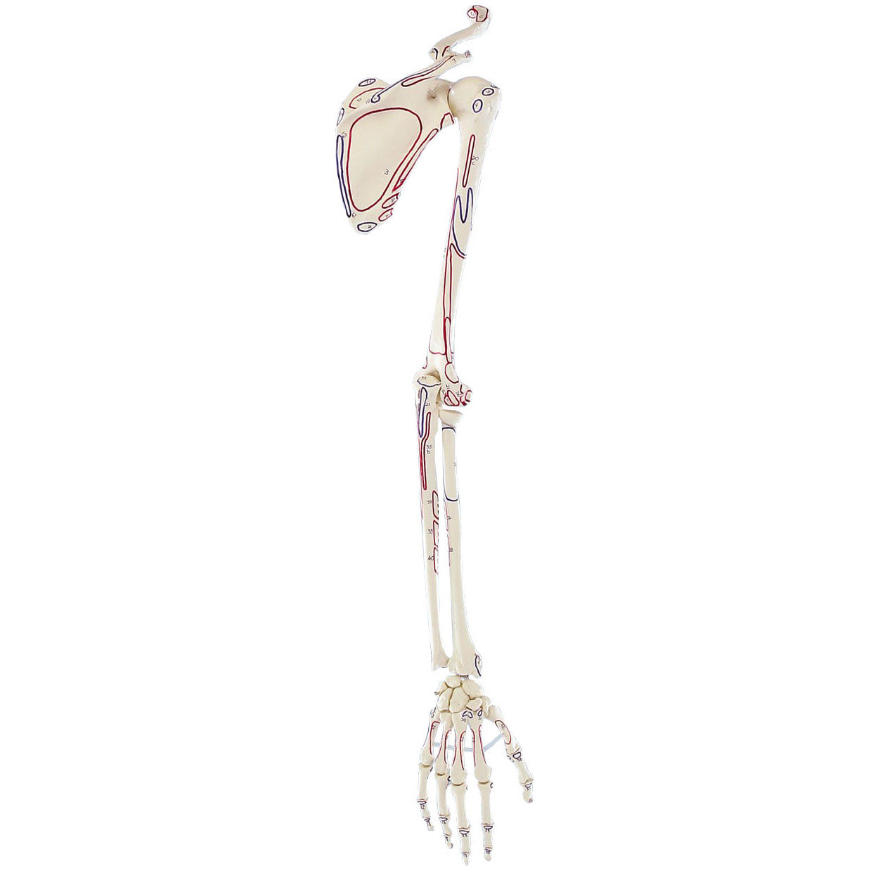 Skeleton of Arm with Shoulder Girdle and Muscle Marking
