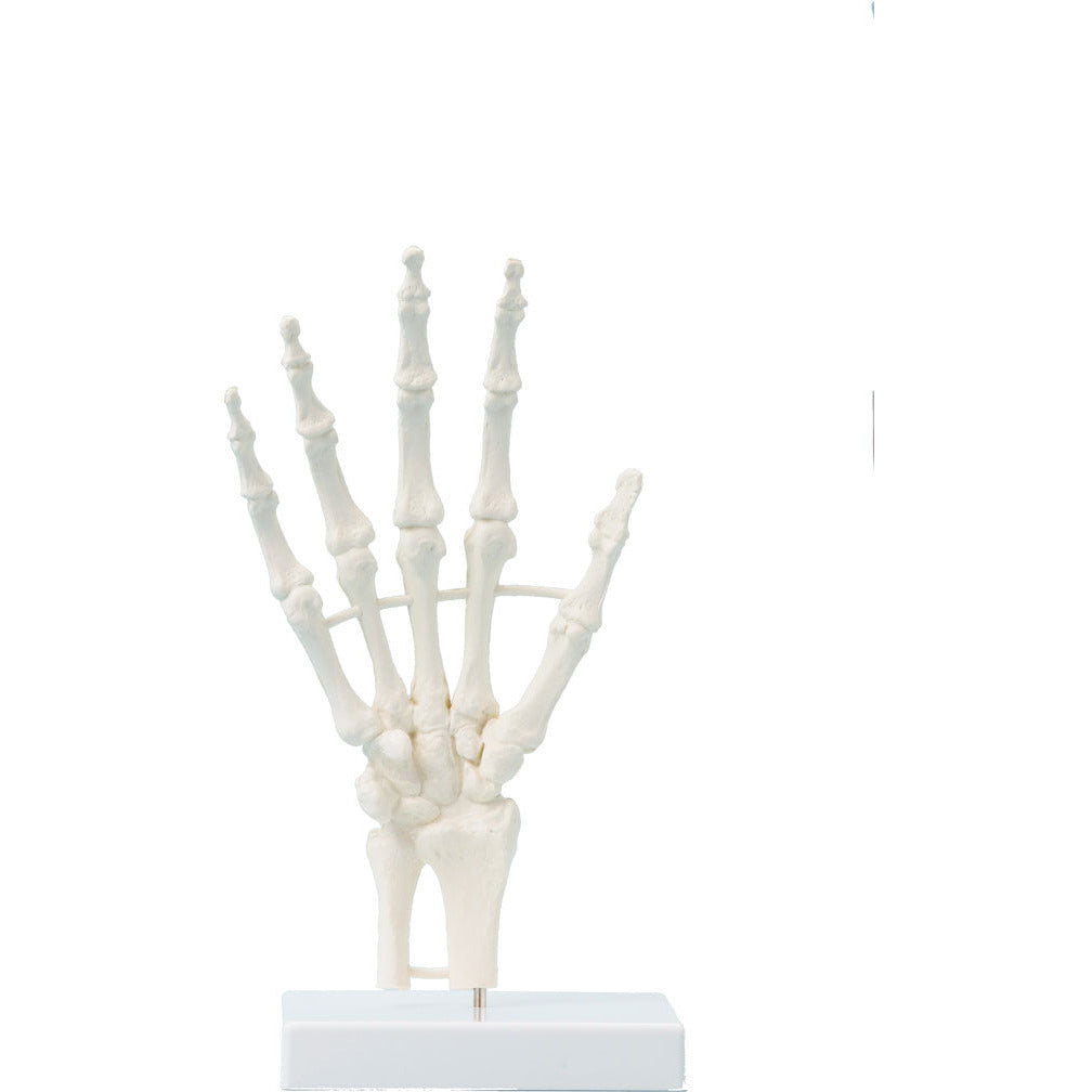 Hand Model - Non-Moving