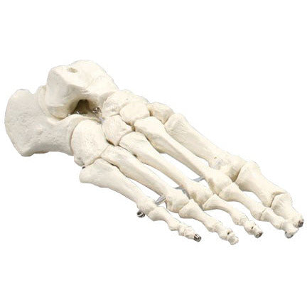 Foot Skeleton Model