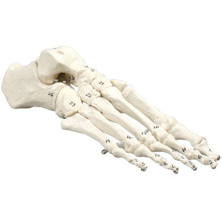 Foot Skeleton Model - Numbered
