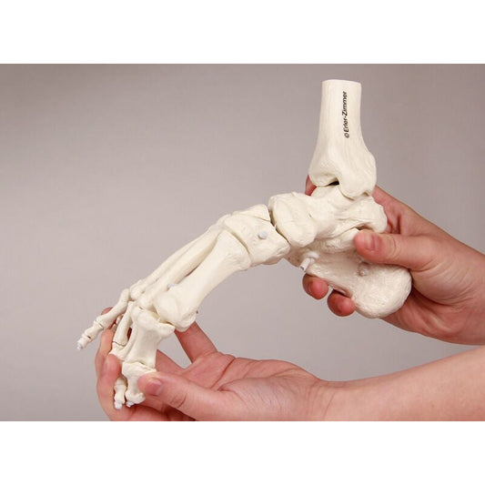 Foot Skeleton with Tibia and Fibula Insertion - Flexible - 
