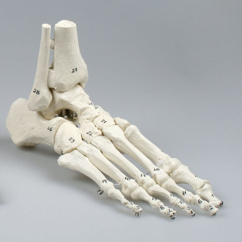 Skeleton of Foot with Tibia & Fibula Insertion - Flexible & Numbered - Erler Zimmer