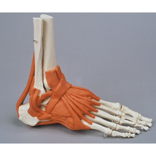 Foot Skeleton with Ligaments - Erler Zimmer