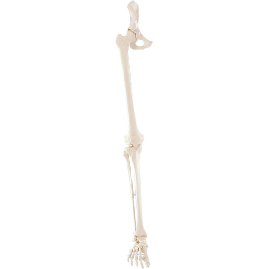 Leg Skeleton with Half Pelvis
