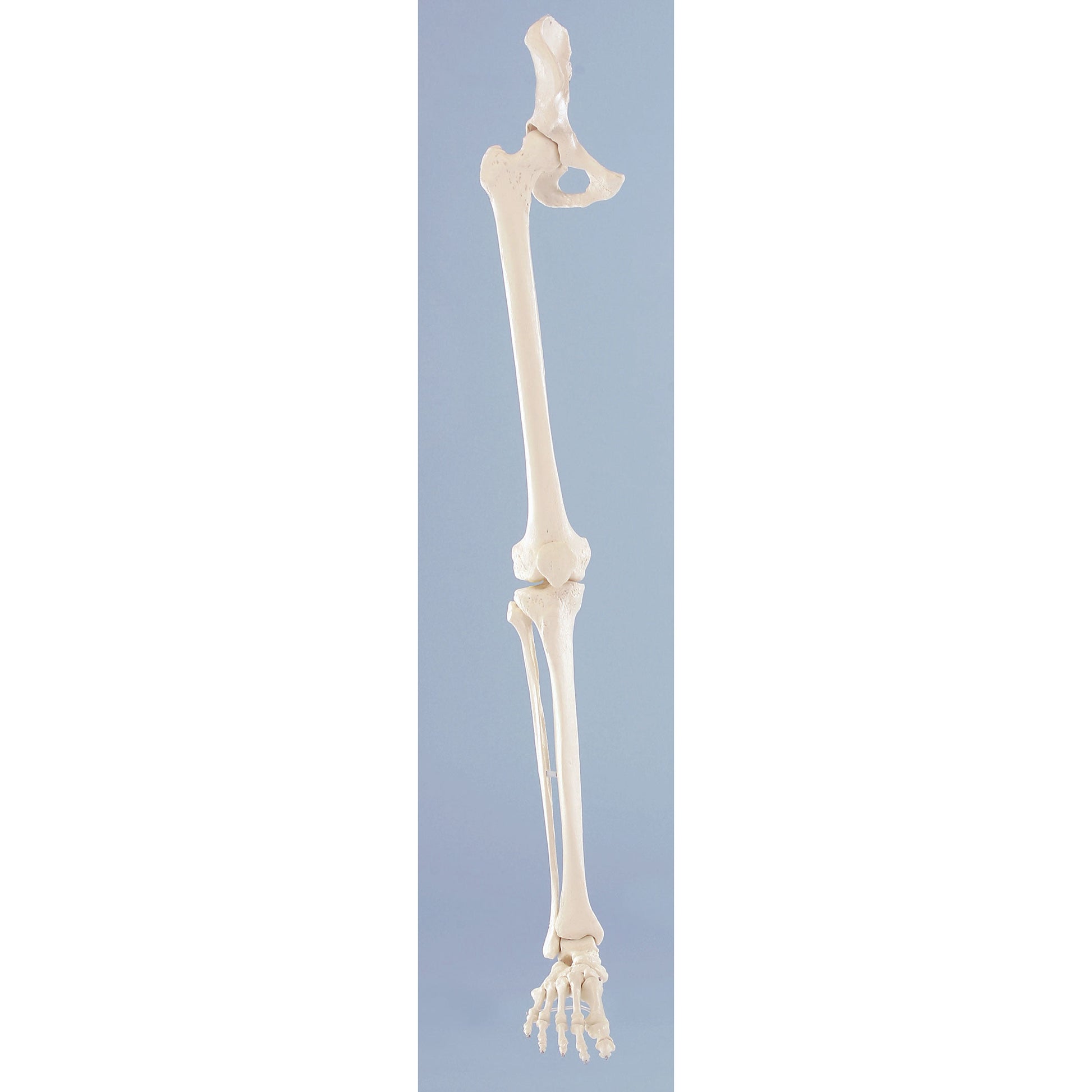 Skeleton of Leg with Half Pelvis & Flexible Foot - Erler Zimmer