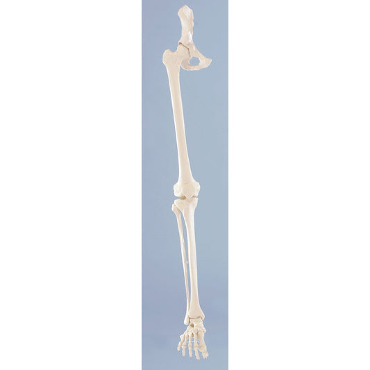 Skeleton of Leg with Half Pelvis & Flexible Foot - Erler Zimmer