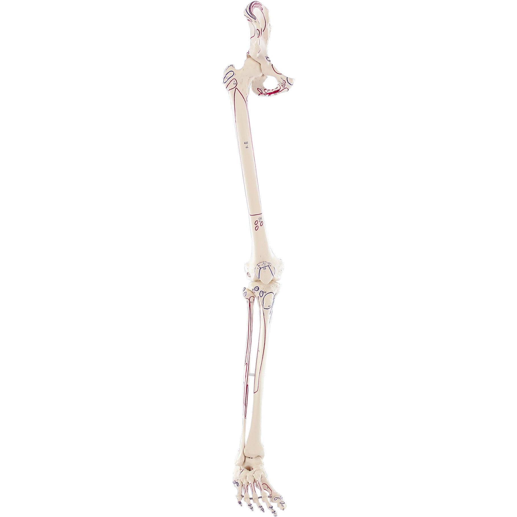 1 скелет голени. Скелет руки. Скелет ноги. Скелет руки человека. Скелет рук и ног.