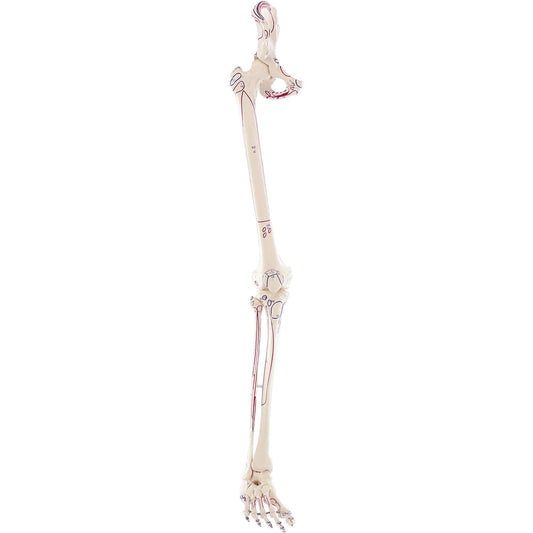 Leg Skeleton with Half Pelvis and Muscle Marking