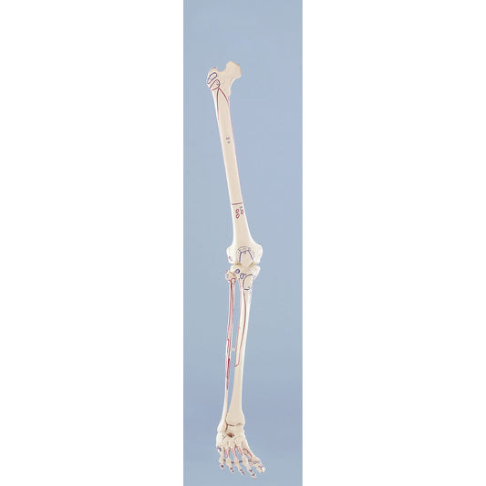 Skeleton of Leg with Muscle Marking - Erler Zimmer