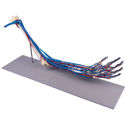 Arm Skeleton with Vessels