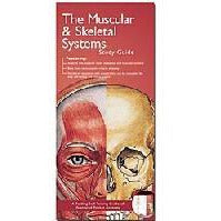 Muscular and Skeletal Systems Chart - 