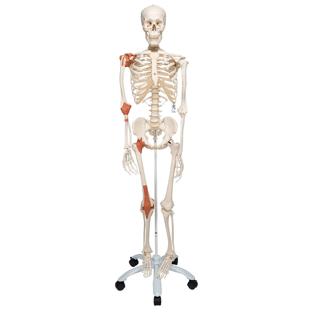 Human Skeleton Model Leo with Ligaments