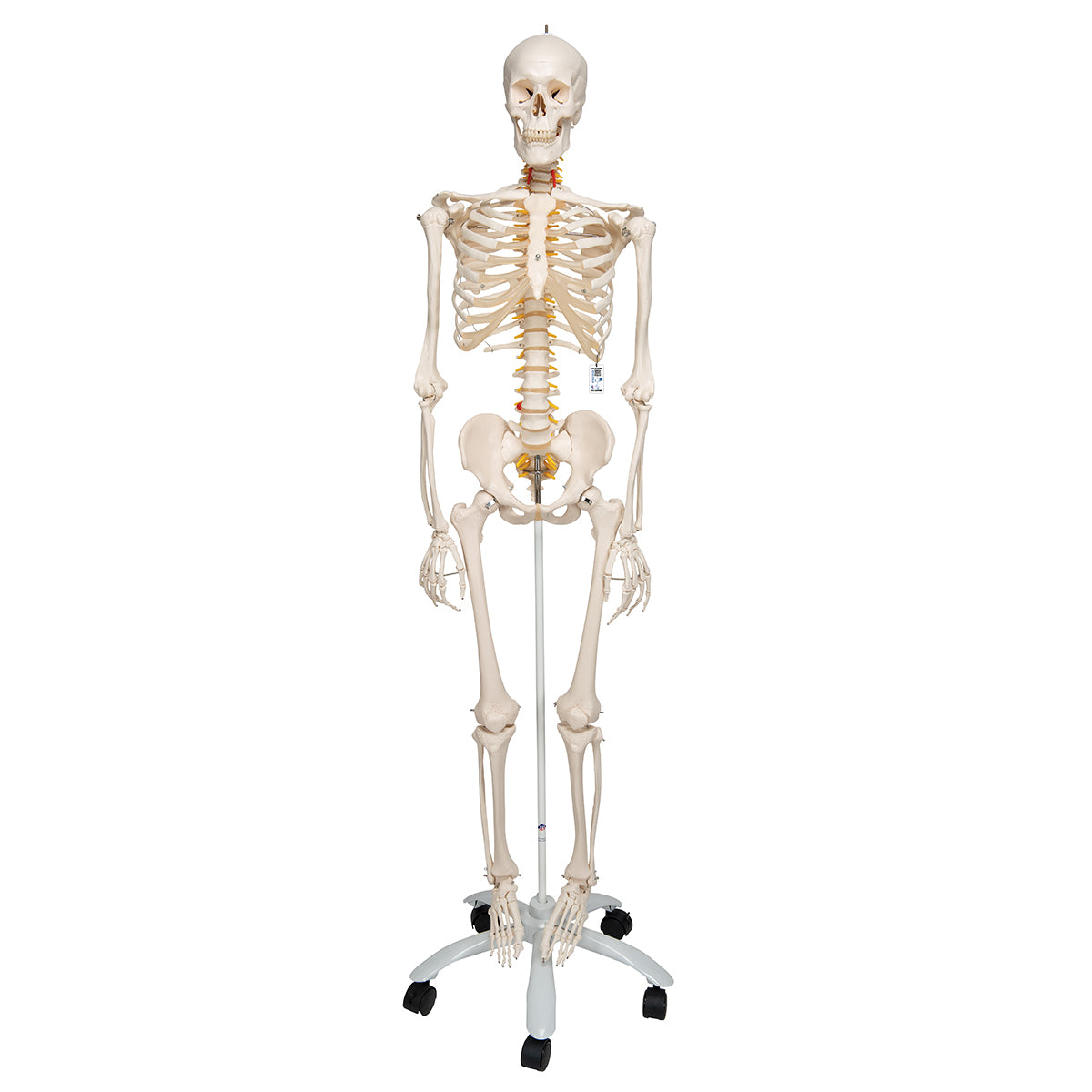 Flexible Human Skeleton Model Fred
