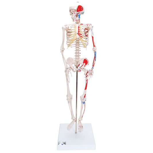 Mini Human Skeleton Shorty with Painted Muscles, Pelvic Mounted, Half Natural Size
