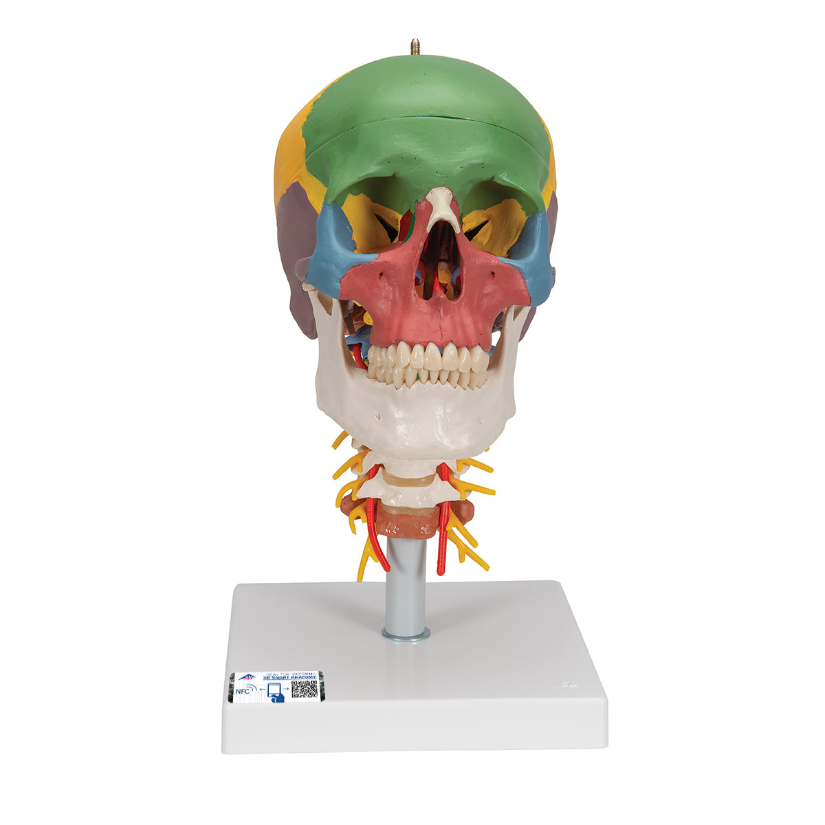 Didactic Human Skull Model on Cervical Spine, 4 part - 3B Scientific